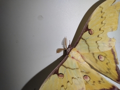 Actias sinensis