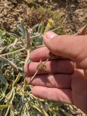 Sideritis catillaris