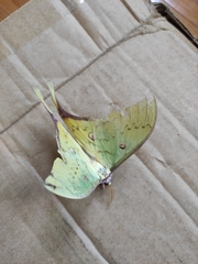 Actias sinensis