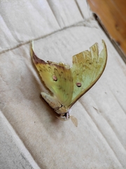 Actias sinensis