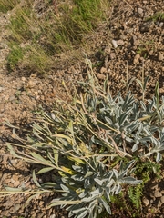 Sideritis catillaris