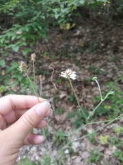 Scabiosa praemontana