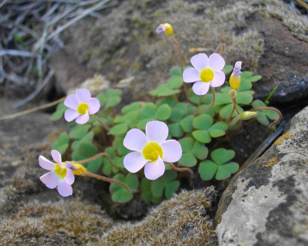 Trébol morado