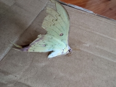 Actias sinensis