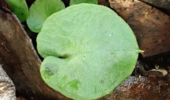 Corybas diemenicus