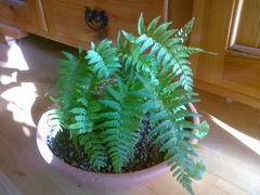 Polystichum luctuosum