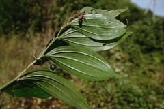 Polygonatum latifolium