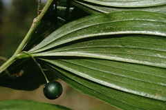 Polygonatum latifolium