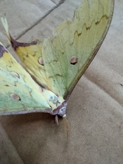 Actias sinensis
