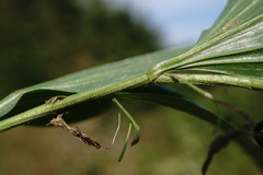 Polygonatum latifolium