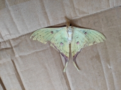 Actias sinensis