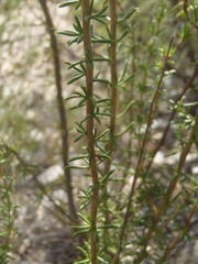 Selago glomerata
