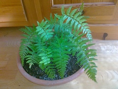 Polystichum luctuosum