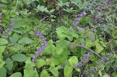Salvia verticillata