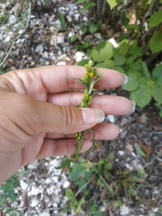 Solidago virgaurea taurica