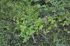 Salvia verticillata