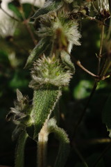 Stachys germanica