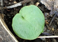 Corybas diemenicus