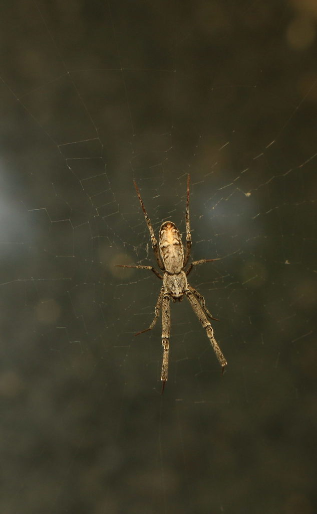 Philoponella hilaris