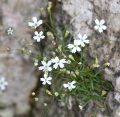 Heliosperma pusillum