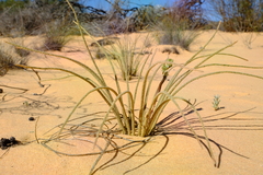 Trachyandra revoluta