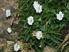 Cerastium carinthiacum