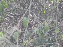 Galloperdix spadicea