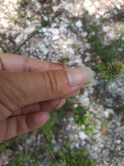 Scabiosa praemontana