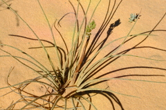 Trachyandra revoluta