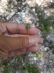 Scabiosa praemontana