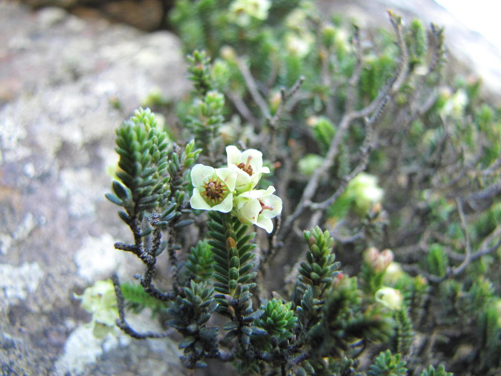 Erica emarginata