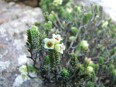 Erica emarginata
