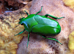 Ischiopsopha wallacei