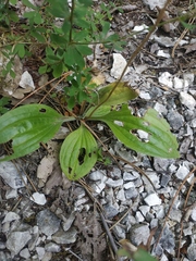 Plantago urvillei