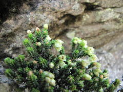 Erica emarginata