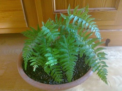 Polystichum luctuosum