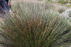 Thamnochortus erectus