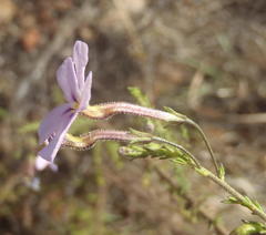 Jamesbrittenia aspalathoides