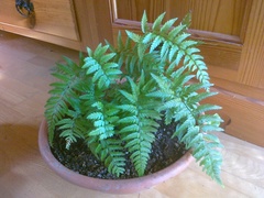 Polystichum luctuosum
