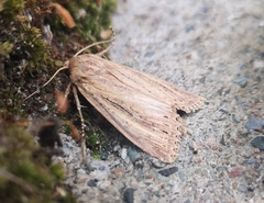 Nonagria typhae