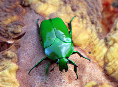 Ischiopsopha wallacei