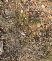 Jamesbrittenia aspalathoides
