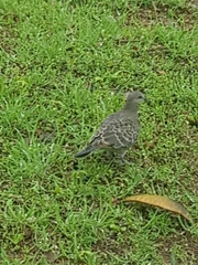 Streptopelia orientalis