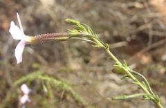 Jamesbrittenia aspalathoides