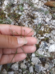 Asperula supina
