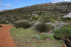 Thamnochortus erectus