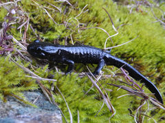 Salamandra lanzai
