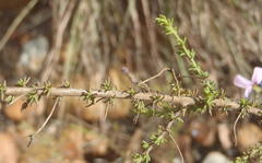 Jamesbrittenia aspalathoides