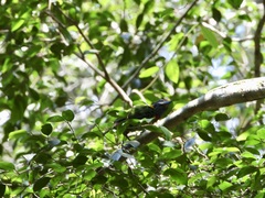 Psilopogon rafflesii