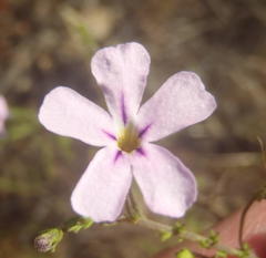 Jamesbrittenia aspalathoides